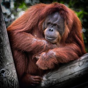 palm oil products affect orangutans