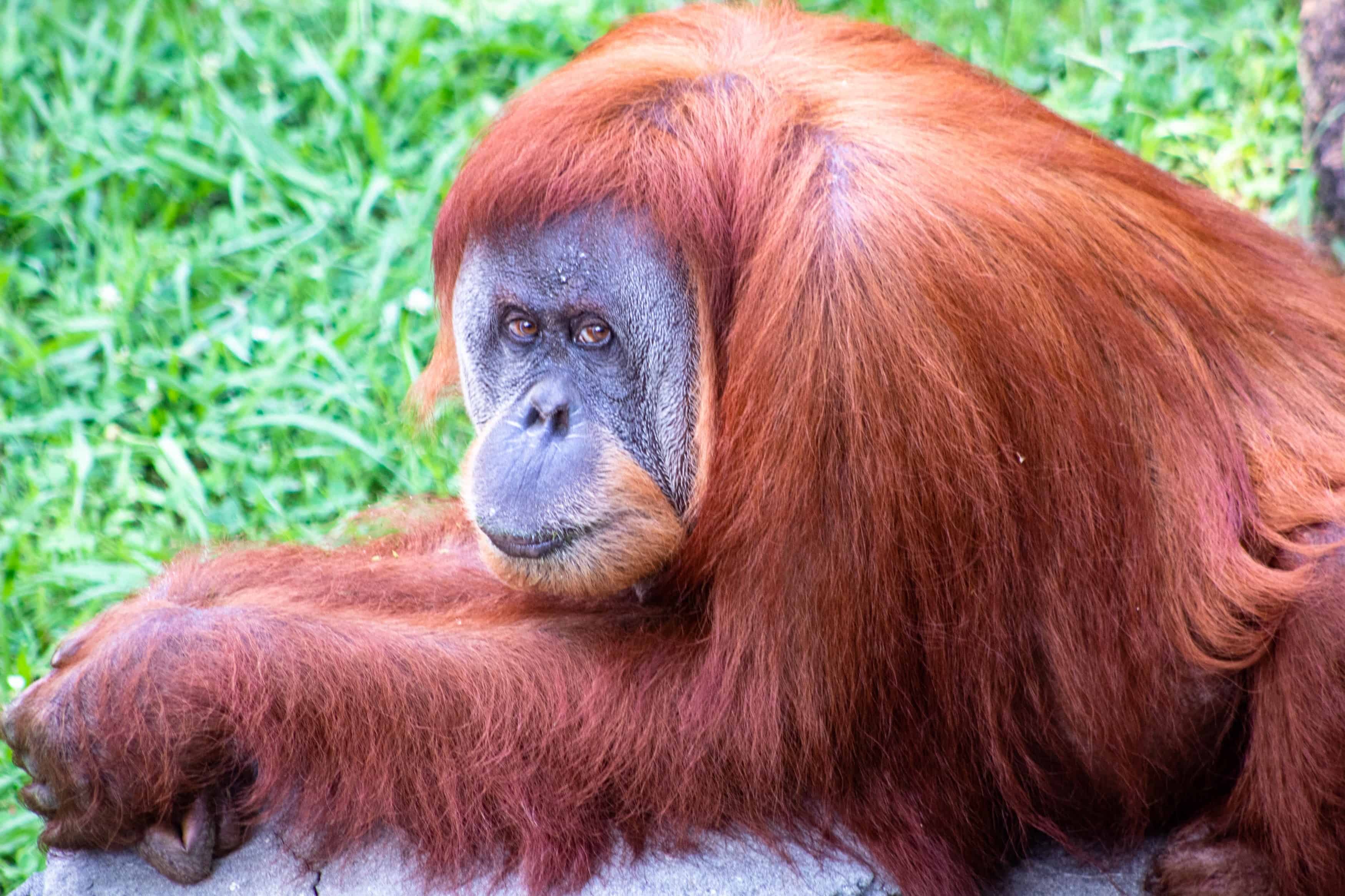 Why Is Palm Oil Bad? What’s the Problem with Palm Oil?