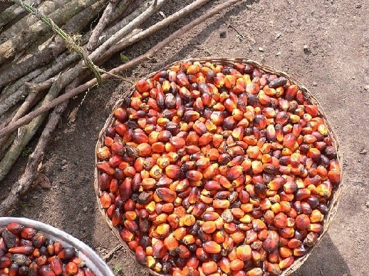 Palm oil: What is palm oil and which foods and products contain it